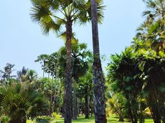 -中国科学院西双版纳热带植物园
