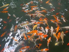 -南宫五洲植物乐园