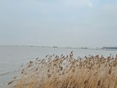 -上海吴淞炮台湾国家湿地公园