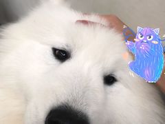 -星多哈·狗咖·拼豆·咖啡