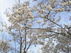 -三猫黑鱼花(南大店)