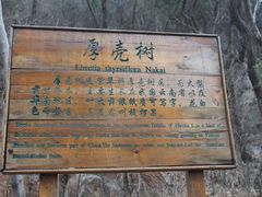 -抱犊崮国家森林公园