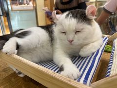 -藏猫猫咖啡主题馆(中央大道店)