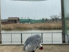 -盐城丹顶鹤湿地生态旅游区