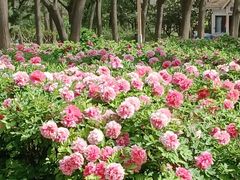 -洛阳市隋唐城遗址植物园