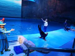 -芜湖新华联大白鲸海洋公园