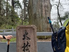 -天目山大树王景区