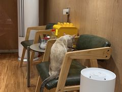 -MOCHA明星猫咖(田子坊店)