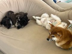 -怪兽屋·羊驼·猫咖·狗咖(俊华广场店)