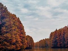 -上海海湾国家森林公园