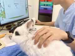 -立德异宠动物医院.兔鸟爬.内窥镜(天河店)