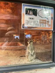 -酷嗒动物文化乐园(cutezoo西溪乐天城店)