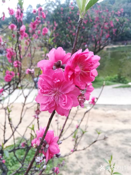 南国桃园旅游度假区图片