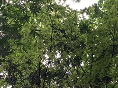 -星巴克(成都锦里店)
