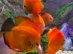 -上海海洋水族馆