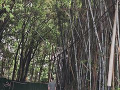 -火炉山森林公园