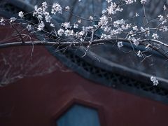 -大觉寺-停车场
