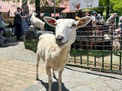 -神户市立六甲山牧场