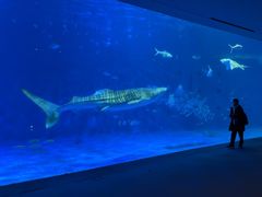 -鹿儿岛水族馆