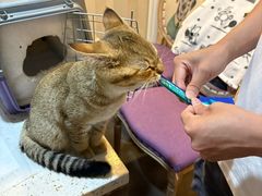 -宠爱国际动物医院·消化内科·心肾内科·ISFM猫友好(望京店)