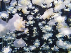 -太平洋海底世界