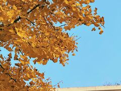 -四川大学(望江校区)
