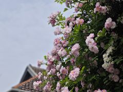 -颐和路民国时期公馆风貌区