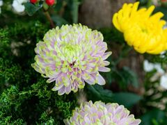 -深圳国际园林花卉博览园