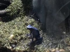 -暹罗海洋世界