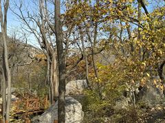 -大岭沟猕猴桃谷风景区