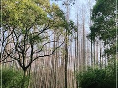 -上海滨江森林公园