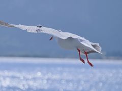 -海埂大坝