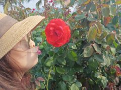 -亚龙湾国际玫瑰谷