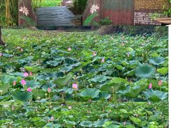 -泗洪洪泽湖湿地景区
