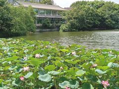 -荔湾湖公园