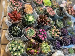 -双季花艺园艺市场(浦东店)