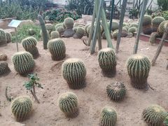 -石家庄市植物园