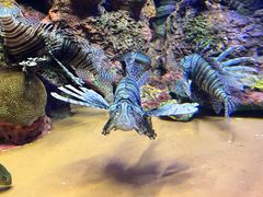 -上海海洋水族馆