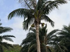 -野狸岛
