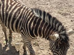 -新疆天山野生动物园