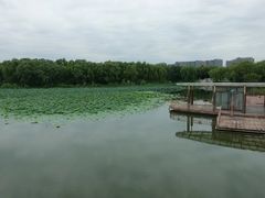 -大兴滨河森林公园