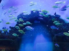 -瑞德姆美人鱼海底演艺主题餐厅(亚龙湾店)