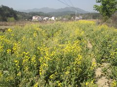 -素山寺森林公园