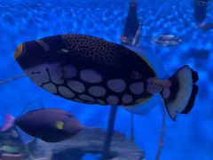 -秦皇岛新澳海底世界