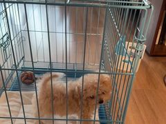 -萌宠之家·腊肠犬·马尔泰·小体犬舍