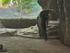 -深圳野生动物园