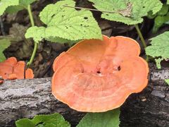 -素山寺森林公园