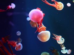 -成都浩海立方海洋公园