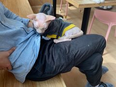 -猫腻·猫咖·撸猫馆(星光大道店)