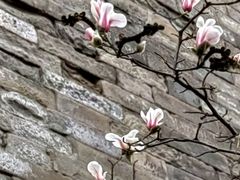 -东华门大街小区